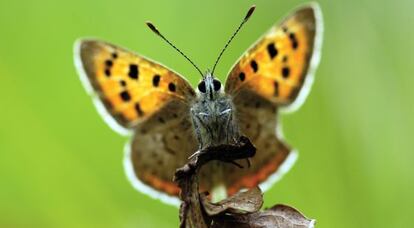 'Lycaena phlaeas' (Wageningen, Holanda).