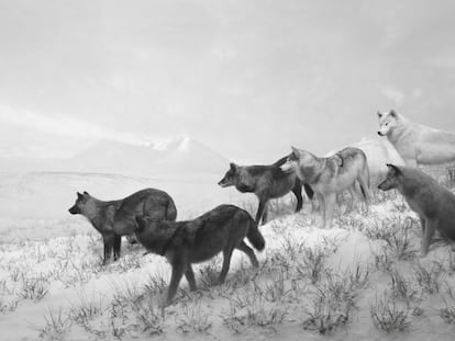 'Lobos de Alaska' (1994).