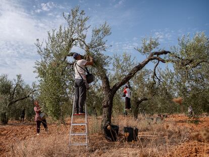 Recolección de aceitunas en una finca del Aljarafe sevillano.