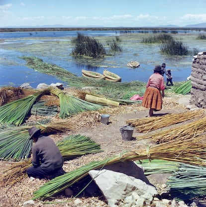 Recoleción y preparación de la totora. Isla Suriki, lago Titicaca (Bolivia), en 1977.