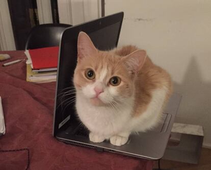 'Mia', decidiendo que el ordenador no cabe en la maleta.