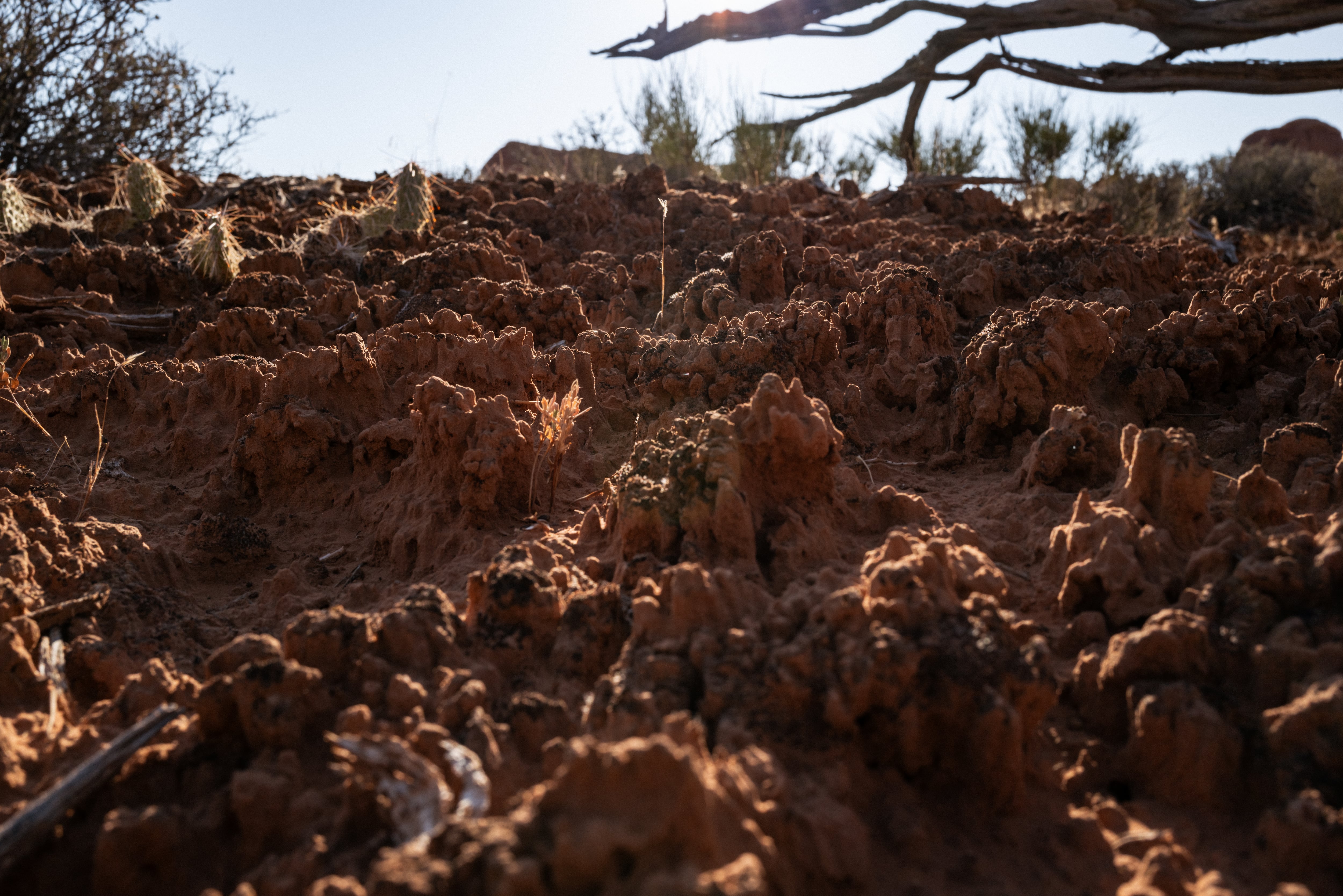 Todo sobre las biocostras: por qué los científicos trabajan para salvar la piel viva de la Tierra