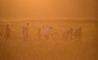 Granjeros indios trabajan en un campo de arroz en la isla Majuli durante el atardecer, al nordeste del estado de Assam (India). 