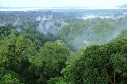 El parque nacional de Ulu Temburong, en Brunei, solo es accesible en barca y está repleto de arroyos y pasarelas sobre los árboles.