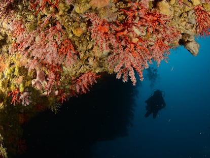 Coral rojo en la costa catalana.