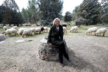 La alcaldesa de Madrid, Manuela Carmena, visita este martes las 600 ovejas que pastan en la Casa de Campo.