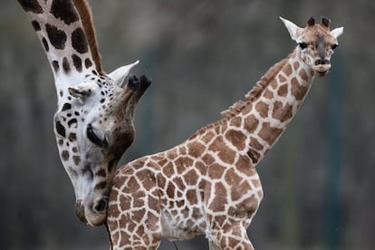 Una cría de jirafa Rothschild, una de las subespecies de jirafa más amenazadas del planeta, camina por primera vez junto a su madre en su recinto al aire libre del parque Tiergarten, en Berlín (Alemania).