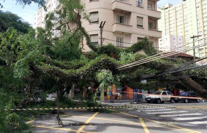 Árvore caída sobre fiação na Vila Mariana, em dezembro.