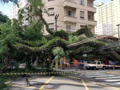 Árvore caída sobre fiação na Vila Mariana, em dezembro.