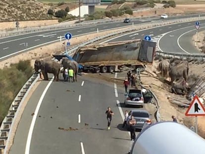 Elefantes accidentados en la A-30.