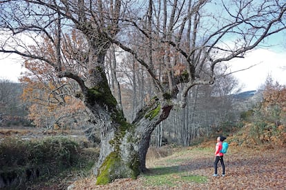 El 'Rebollo de las Puentecillas', un roble que se cree que tiene más de 400 años. 