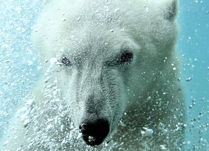 Un oso polar bajo el agua, el 29 de agosto de 2011.