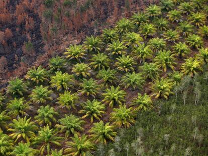 Plantación de palma para producir aceite junto a una zona de bosque quemada, en Indonesia.