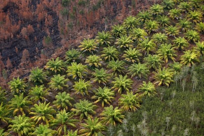 Plantación de palma para producir aceite junto a una zona de bosque quemada, en Indonesia.