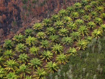 Plantación de palma para producir aceite junto a una zona de bosque quemada, en Indonesia.