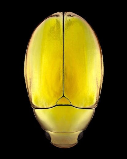 Aureus (Anoplognathus aureus).