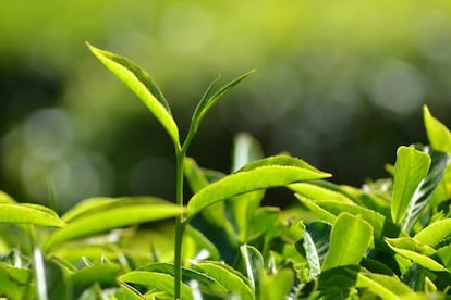 El té es un pequeño arbusto del que salen todas las variedades de esta infusión que existen (blanco, negro, verde, rojo...), que dependen del tratamiento al que se le somete después de recolectarlo. Para conseguir té negro, se cortan las hojas, se dejan secar y se le extraen los aceites esenciales, y después se deja fermentar. Para el verde, por ejemplo, la planta no se fermenta. <p>Mientras que un café tiene una cantidad aproximada de 100 miligramos de cafeína, cada taza de té condensa <a href="http://elpais.com/elpais/2014/11/24/buenavida/1416841834_249682.html" target=blank>alrededor de 40/50 mg</a> (algo más en en caso del té negro respecto al té verde). Si la Agencia Europea de Salud Alimentaria (EFSA) recomienda no sobrepasar los 300 mg de esta sustancia al día, el té puede ser una alternativa al tercer café.</p>