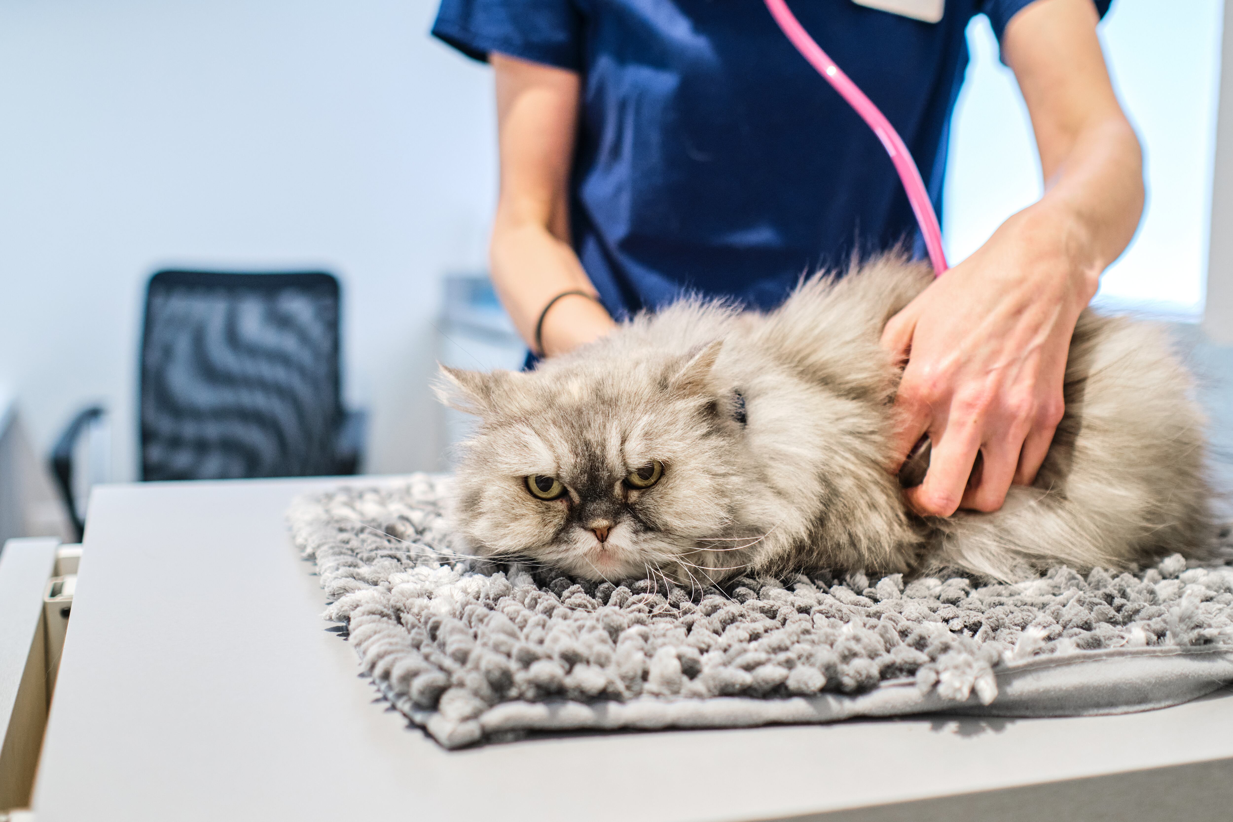 Con los gatos hay que ser pragmáticos, premiar las conductas que sean más similares a las que se busca y centrarse en cuestiones prácticas como la tolerancia del animal con respecto a su asistencia al veterinario para evitar su estrés.