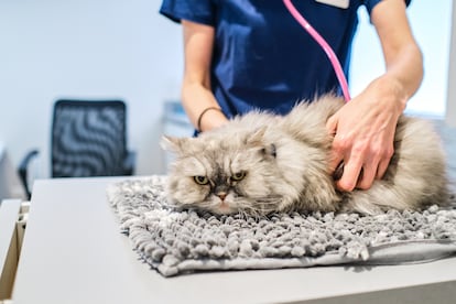 You have to be pragmatic with cats, reward the behaviors that are closest to the ones you are seeking and focus on practical issues, such as the animal's tolerance of veterinary care, to avoid stress. 