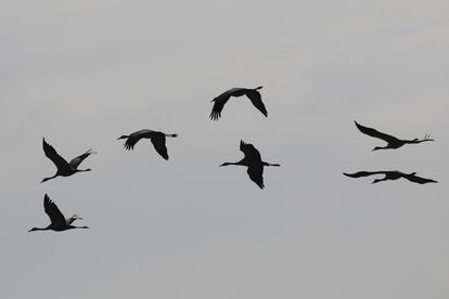 Grullas en vuelo.