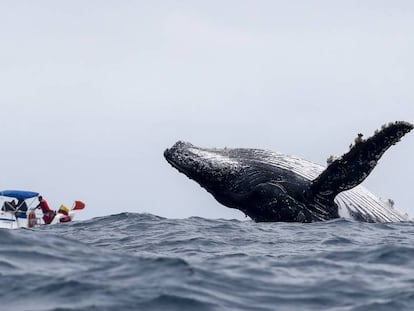 Una ballena jorobada salta junto a una pequeña embarcación en Puerto López (Ecuador).