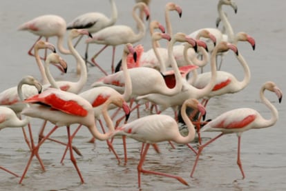 Una colonia de flamencos, en el parque natural de Doñana.