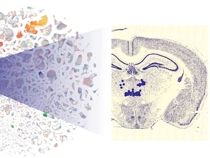 Visualización de las células de una porción mapeada del cerebro del ratón.