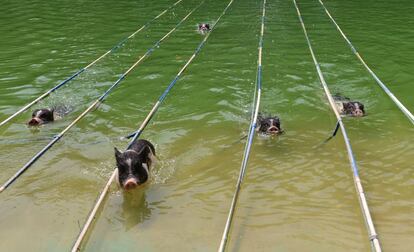 Piggies swim in a pool during a swimming competition at a theme park in Guangzhou, Guangdong province, China, October 4, 2016. Picture taken October 4, 2016. REUTERS/Stringer ATTENTION EDITORS - THIS IMAGE WAS PROVIDED BY A THIRD PARTY. EDITORIAL USE ONLY. CHINA OUT. NO COMMERCIAL OR EDITORIAL SALES IN CHINA.