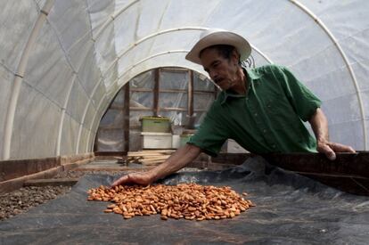 Un productor de cacao en Honduras