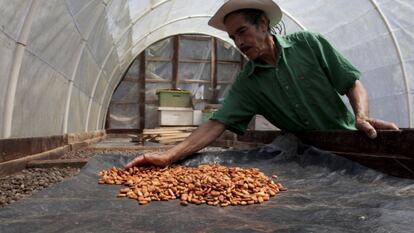 Un productor de cacao en Honduras