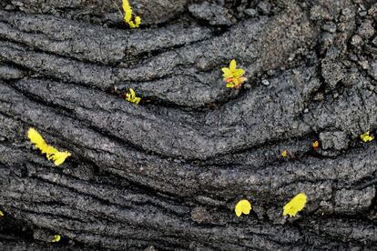 Plantas crecen en un río de lava seca del volcán Kilauea cerca de Pahoa, Hawái, el 15 de mayo de 2018.