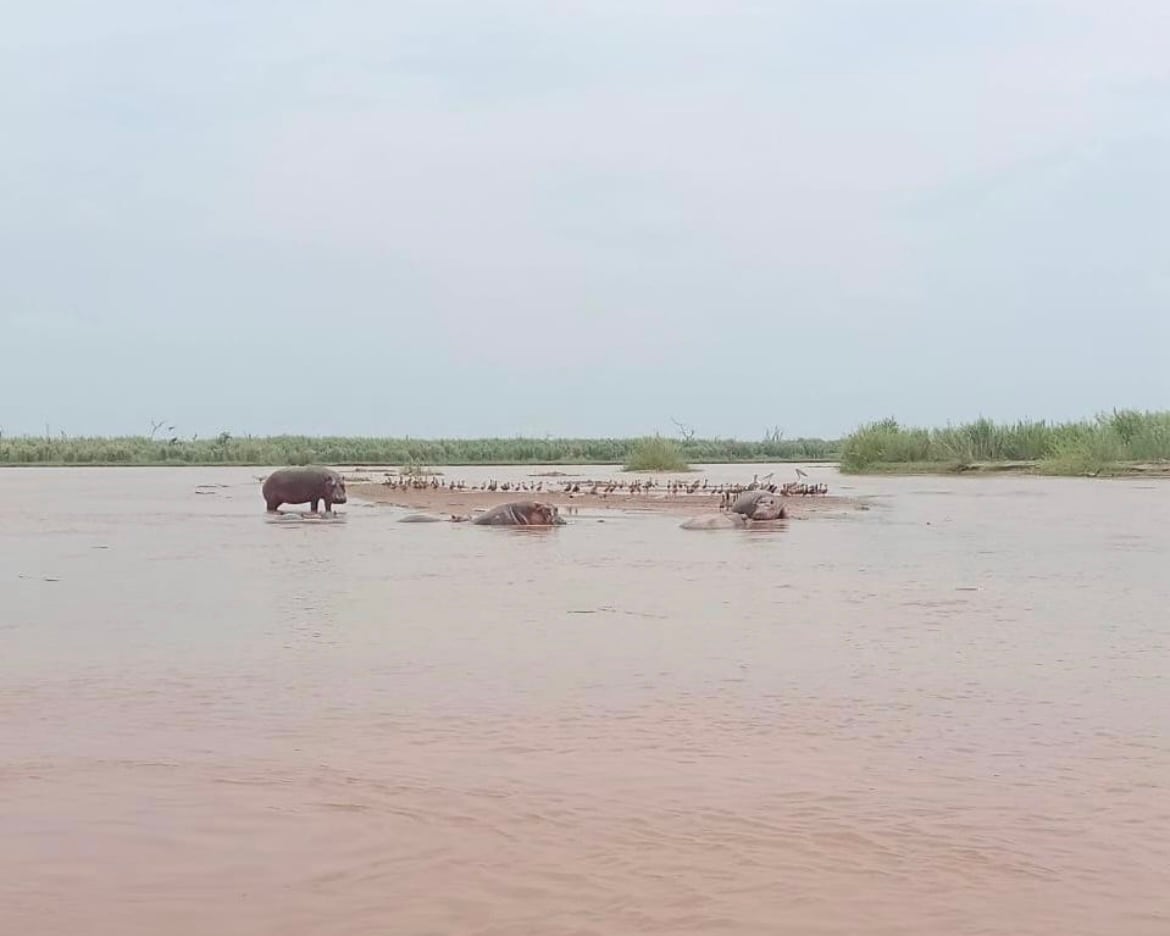 Un grupo de hipopótamos se mueve en las aguas del Parque Nacional de Rusizi, el 12 de diciembre de 2025.