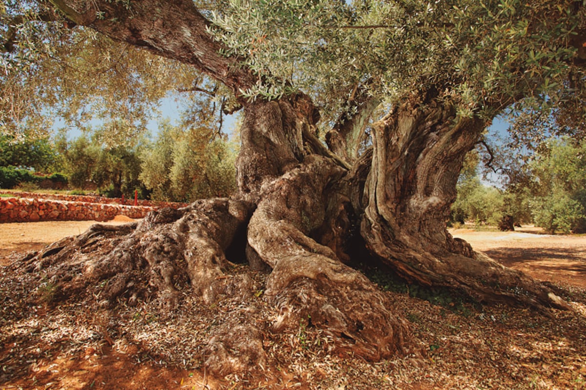 El paisaje del olivar como patria transnacional y producto geoestratégico