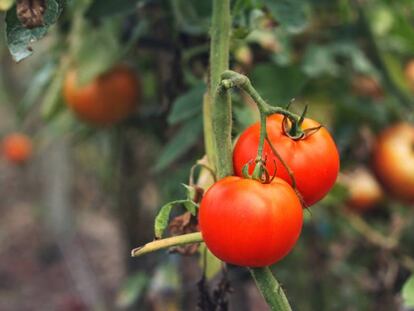 Deje de comprar comida ecológica si quiere salvar el planeta