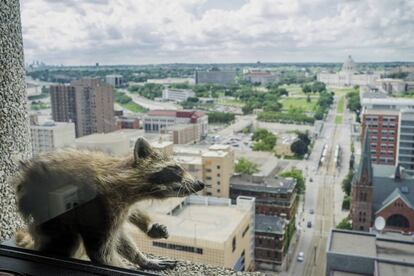El mapache en el piso 23 de la torre UBS en Saint Paul (EE.UU) este martes.