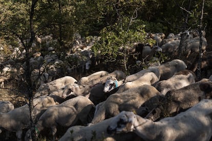 El rebaño de ovejas pasta en un bosque cercano a Ardèvol.