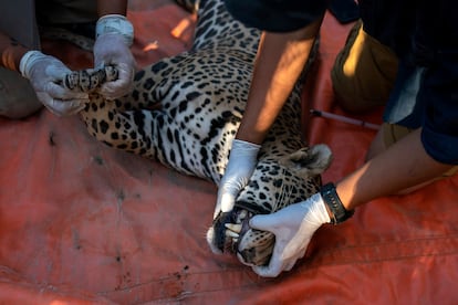 Personal del santuario prepara a un jaguar para ser trasladado,  el lunes 19 de mayo de 2025. 