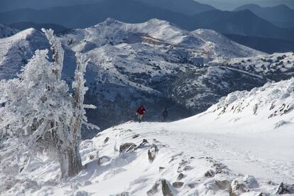 La nieve que le da nombre solo se encuentra en las zonas altas de esta sierra malagueña a un paso de convertirse en <a href=" http://www.sierranieves.com/" rel="nofollow" target="_blank">el 16º parque nacional de España</a>. Rara vez es accesible desde el coche, así que para disfrutar de ella (los mejores meses son enero y febrero) hay que caminar, por dos rutas especialmente recomendables: Puerto Saucillo-Torrecilla y Quejigales-Torrecilla, de siete y nueve kilómetros de recorrido, respectivamente, y dificultad alta. Empresas de turismo activo de la zona como <a href="https://www.aventuratesierradelasnieves.es/" rel="nofollow" target="_blank">Aventúrate Sierra de las Nieves</a>, <a href="https://www.rfnatura.es/" rel="nofollow" target="_blank">RF Natura</a> o <a href="https://www.rejertilla.com/" rel="nofollow" target="_blank">La Rejertilla</a> organizan actividades de senderismo, escalara, vía ferrata, BTT o 4x4.