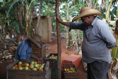 Dos agricultores en una plantaci&oacute;n de tomates en La Habana