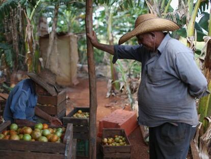 Dos agricultores en una plantaci&oacute;n de tomates en La Habana