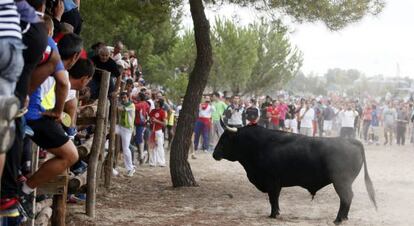 El toro &quot;Elegido&quot; durante el Torneo del Toro de la Vega de Tordesillas 