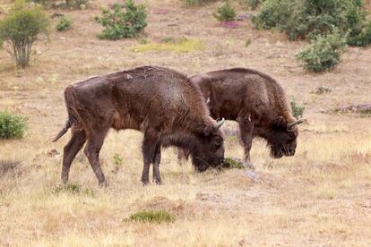 Dos ejemplares de bisonte europeo en la reserva burgalesa. Juan Luis Arsuaga junto a otros paleontólogos pretende recrear la fauna que vivió en Atapuerca y que aparece en las pinturas de Altamira.