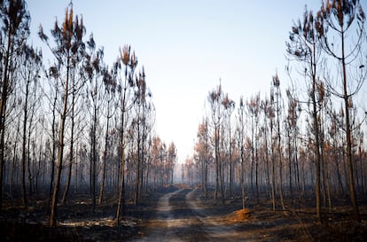 Arboles y vegetación quemados por un gran incendio en Hostens, mientras los incendios forestales continúan propagándose en la región de Gironda, en el suroeste de Francia, este jueves.