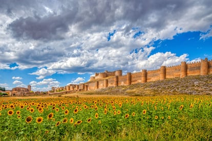 Berlanga de Duero (Soria). En este pueblo del norte de Castilla y León esperan un castillo medieval, situado en lo alto de un cerro rodeado por unas impresionantes murallas; la colegiata, en la plaza de San Andrés; y la inmensa e inconclusa colegiata gótico-renacentista de Santa María del Mercado, donde sorprende un caimán disecado. La razón tiene un nombre: Fray Tomás de Berlanga, obispo de Panamá y descubridor de las Galápagos, regresó a su villa natal cargado, entre otras cosas, con un exótico caimán negro. Se le conoce popularmente como “el lagarto”, y ha inspirado los Lagartos de Fray Tomás de Berlanga, que son unas pastas de té con forma de caimán. Rodrigo Díaz de Vivar, ‘El Cid Campeador’, fue el primer alcalde de esta villa también declarada Conjunto Histórico-Artístico desde junio de 1981.
