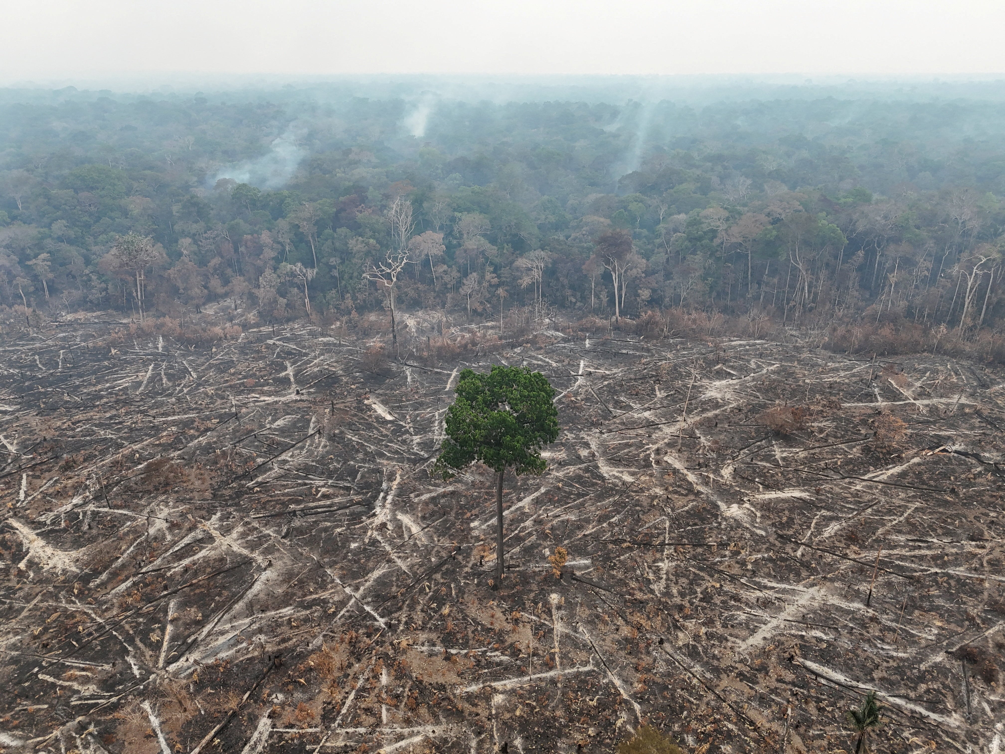La Amazonia en la encrucijada: el voto de los brasileños decide el futuro de la selva