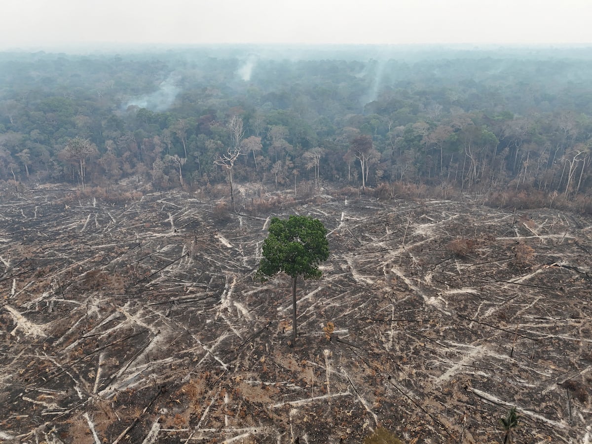 Brazil’s presidential vote could shape the Amazon’s future