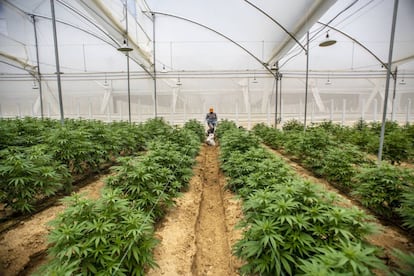 Plantas de cannabis em uma estufa em Pesca, Colômbia. 