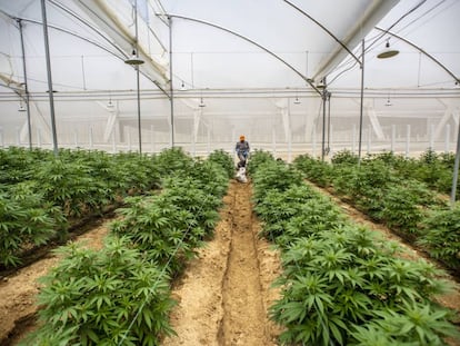 Plantas de cannabis em uma estufa em Pesca, Colômbia. 