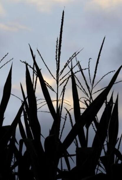 El maíz es uno de los cultivos más afectados por la sequía en EE UU.