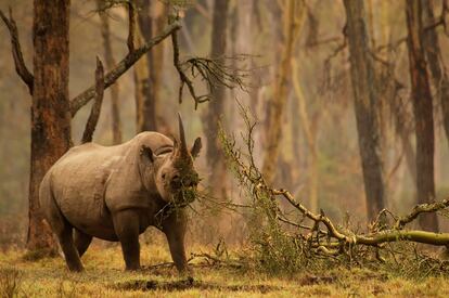 El fotógrafo sudafricano se ha alzado con el premio Gerald Durrel, que reconoce las fotografías de la fauna en peligro de extinción.